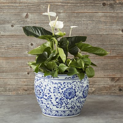 Blue & White Ceramic Planter, Extra Large | Williams-Sonoma