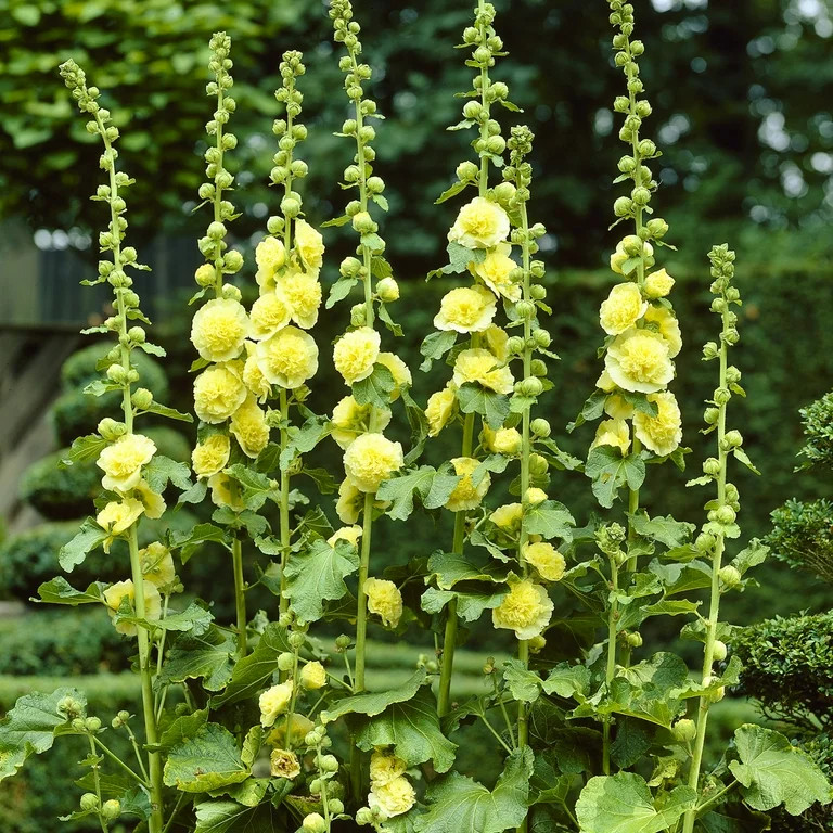 Van Zyverden Hollyhocks Alcea Rosea Yellow Set of 5 Plant Roots Yellow Full Sun Perennial Pollina... | Walmart (US)