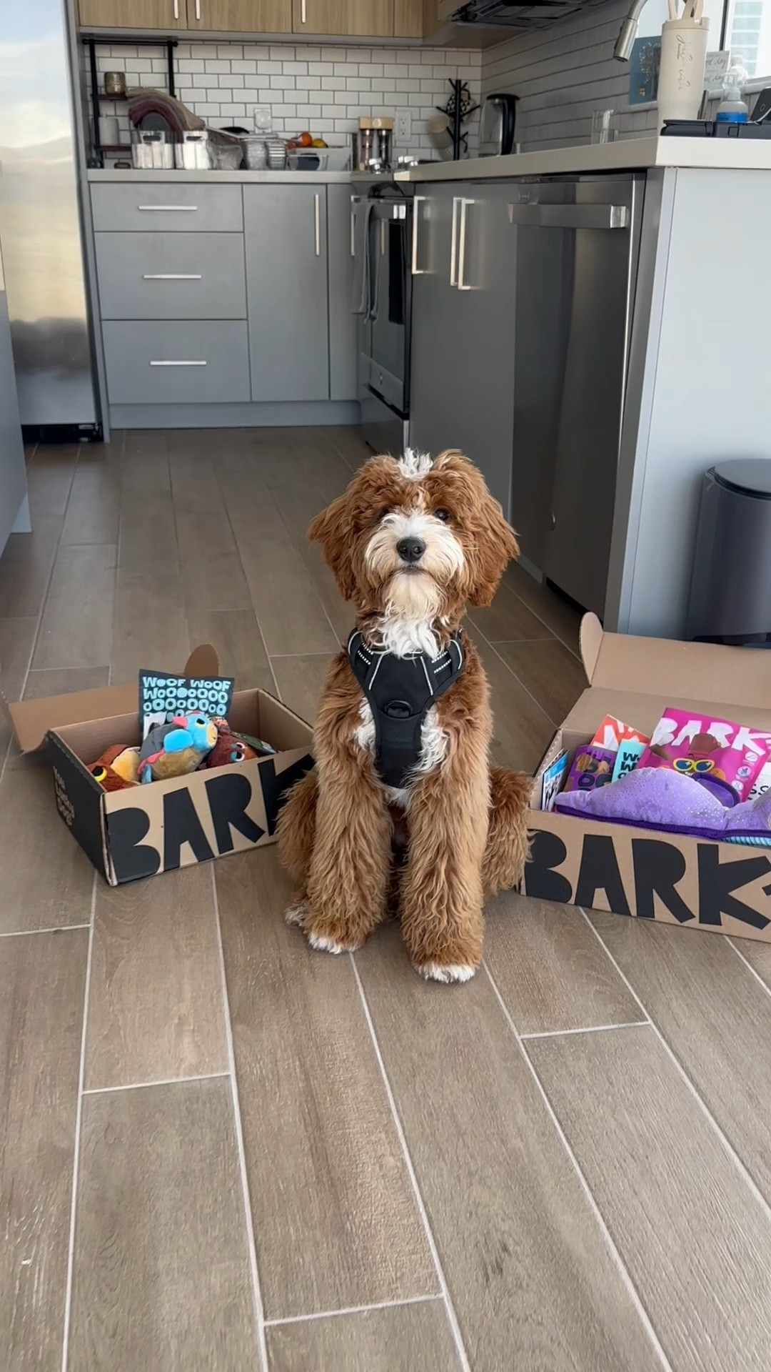 Nothing makes Daps happier than mail with his name on it. 🐶📦 Which toy would your pup steal first? 🐾🤎 

#DogMom #Goldendoodle #BarkBox #PetContent #DogLife

#LTKmomlife #LTKOver40 #LTKBaby