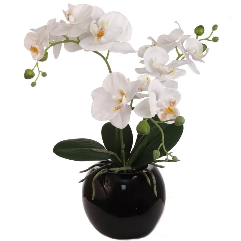 Phalaenopsis Orchid Floral Arrangement and Centerpiece Vase | Wayfair North America
