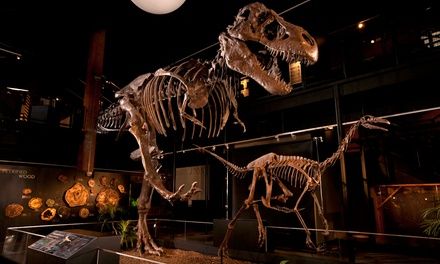 General Admission for 1, 2, 4, or 6 at Houston Museum of Natural Science at Sugar Land (Up to 23%... | Groupon North America