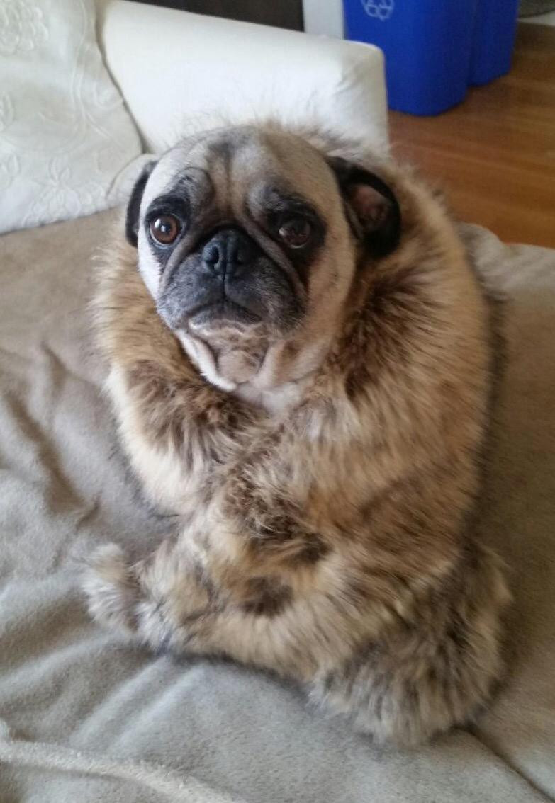 Dikoaina Women's Faux Fur Collar Scarf Wrap – Winter Warm Shawl Cape Elegant Neck Warmer for La... | Amazon (US)