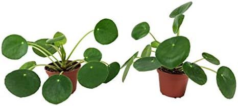 Set of 2 Pilea peperomioides Plants (2" Pot) (Chinese Money Plant/Pancake Plant/UFO Plant) | Amazon (US)