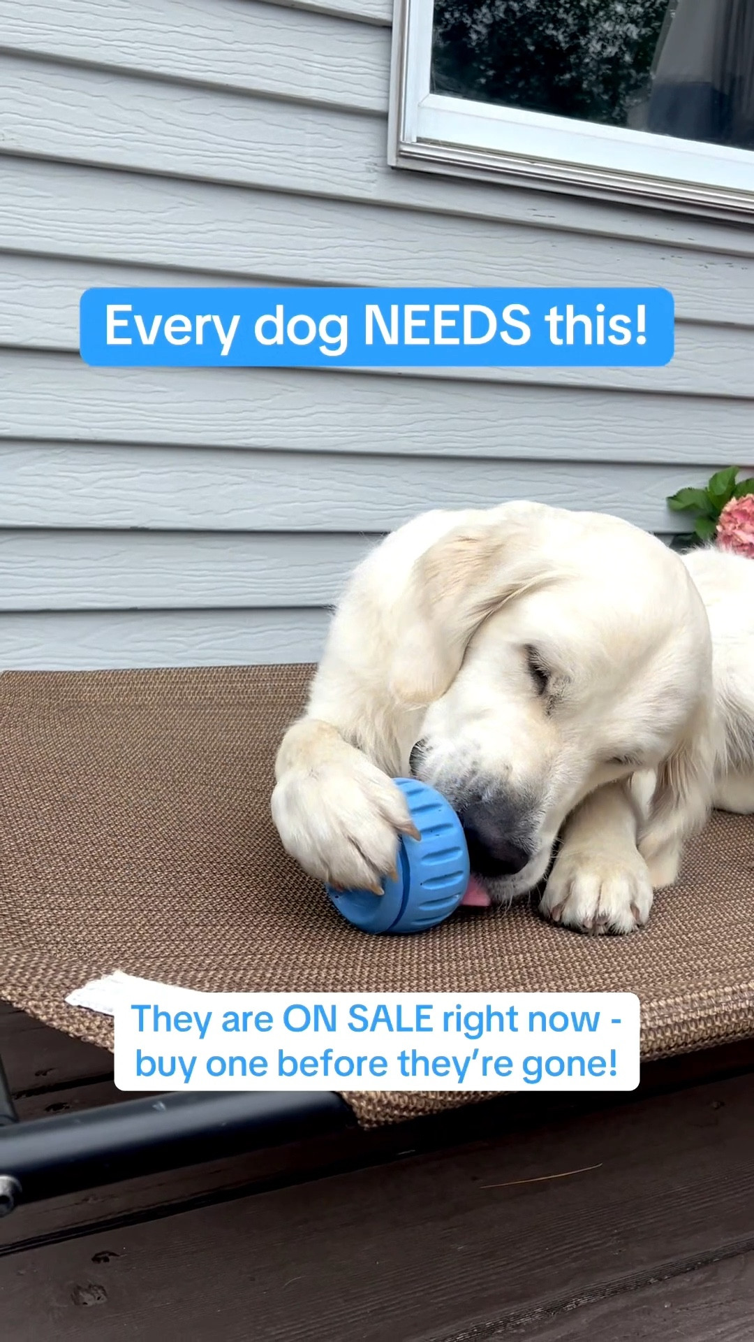 These were filled with frozen fruits and lasted our dogs around 20 minutes outside! 🙌🏻🍓🫐

You can buy premade balls, diy your own inserts or use a different treat like I did in this video!

#woofpupsicle #dogenrichment #dogtips

#LTKPets #LTKSaleAlert