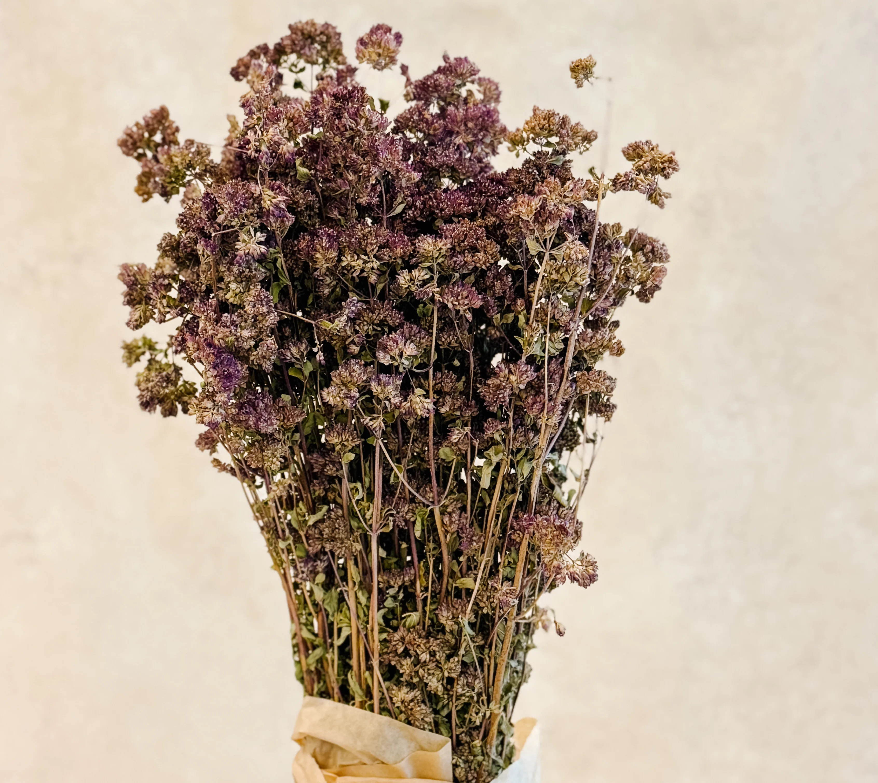 Burgundy Oregano Dried Florals, 1 Bundle | Cottage and Key