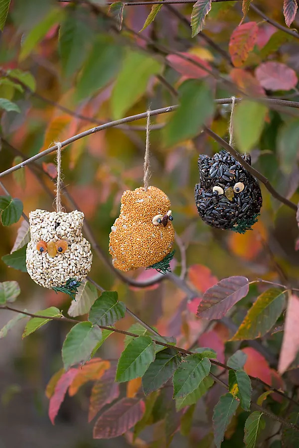 Bird Seed Owls, Set of 3 | Terrain