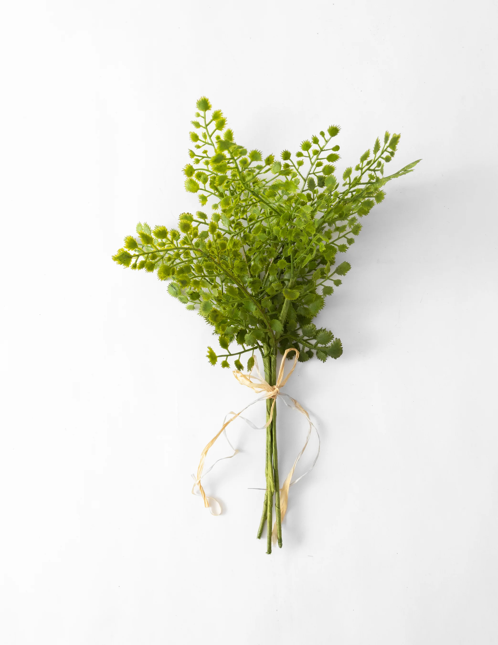 Maiden Fern Bush Bundle | Eco Chic Home