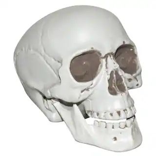8" Plastic Skull by Ashland® | Michaels | Michaels Stores