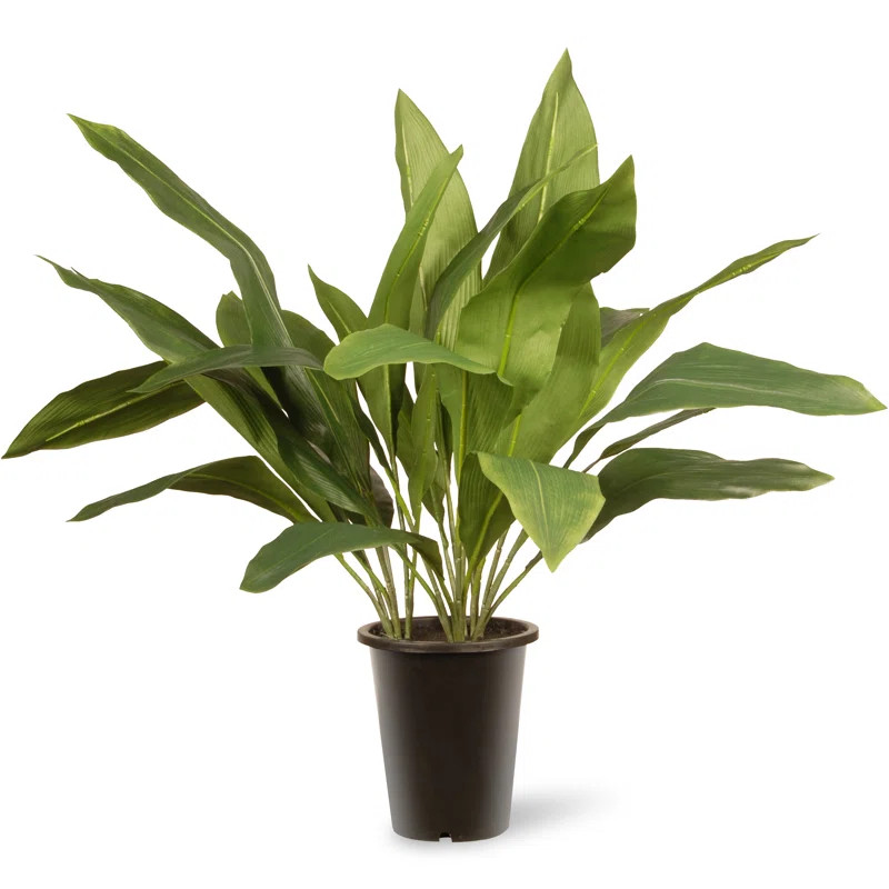 Aspidistra Floor Foliage Plant in Pot | Wayfair North America