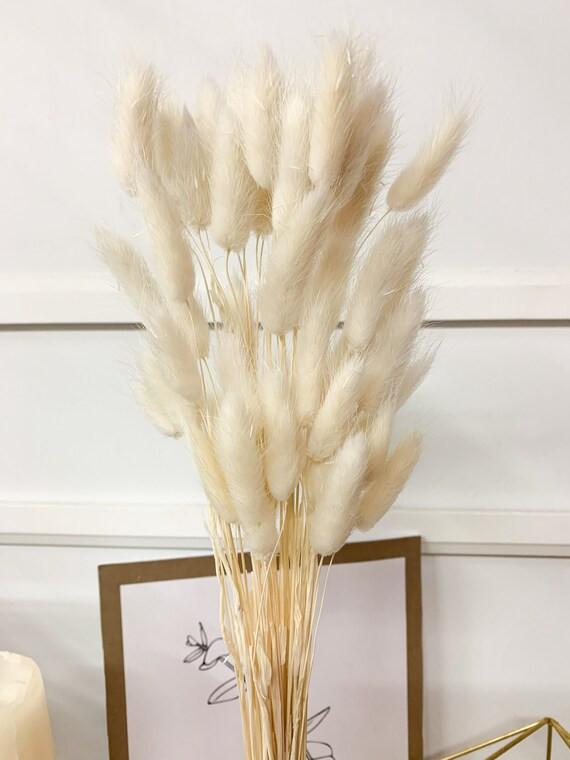 Dried Bunnytails 50 Pcs/bunch  Preserved Lagurus  Laguruz - Etsy | Etsy (US)