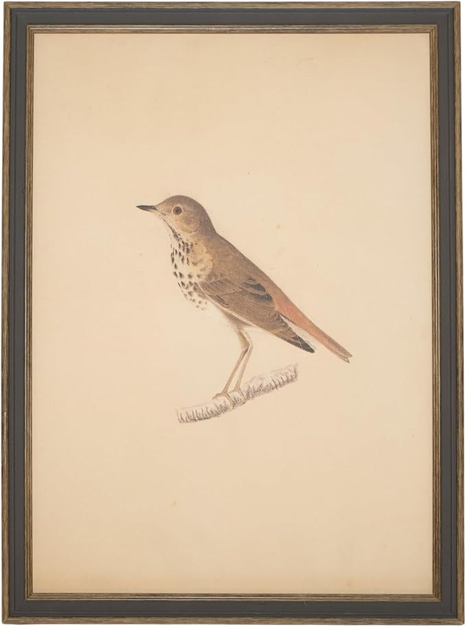 Petal Lane Bird Wall Art - Framed Antique Decor - Make Your Own Gallery Wall Frame Set - Dark Aca... | Amazon (US)