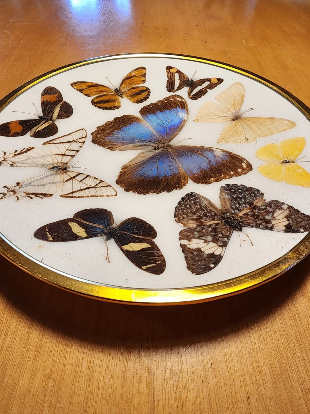Vintage Brazilian Butterfly Decorative Plate - Etsy | Etsy (US)