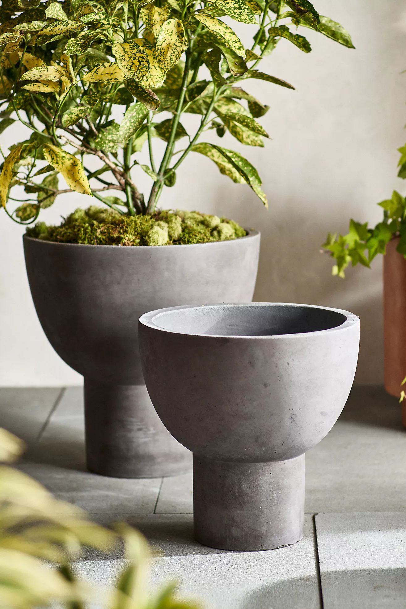 Footed Bowl Concrete Planter | Anthropologie (US)