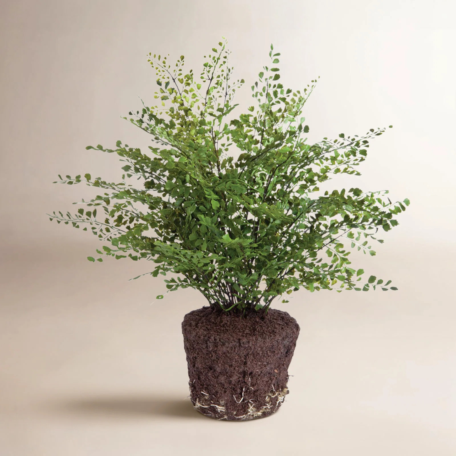 Queensland 18" Artificial Fern Tree | Birch Lane