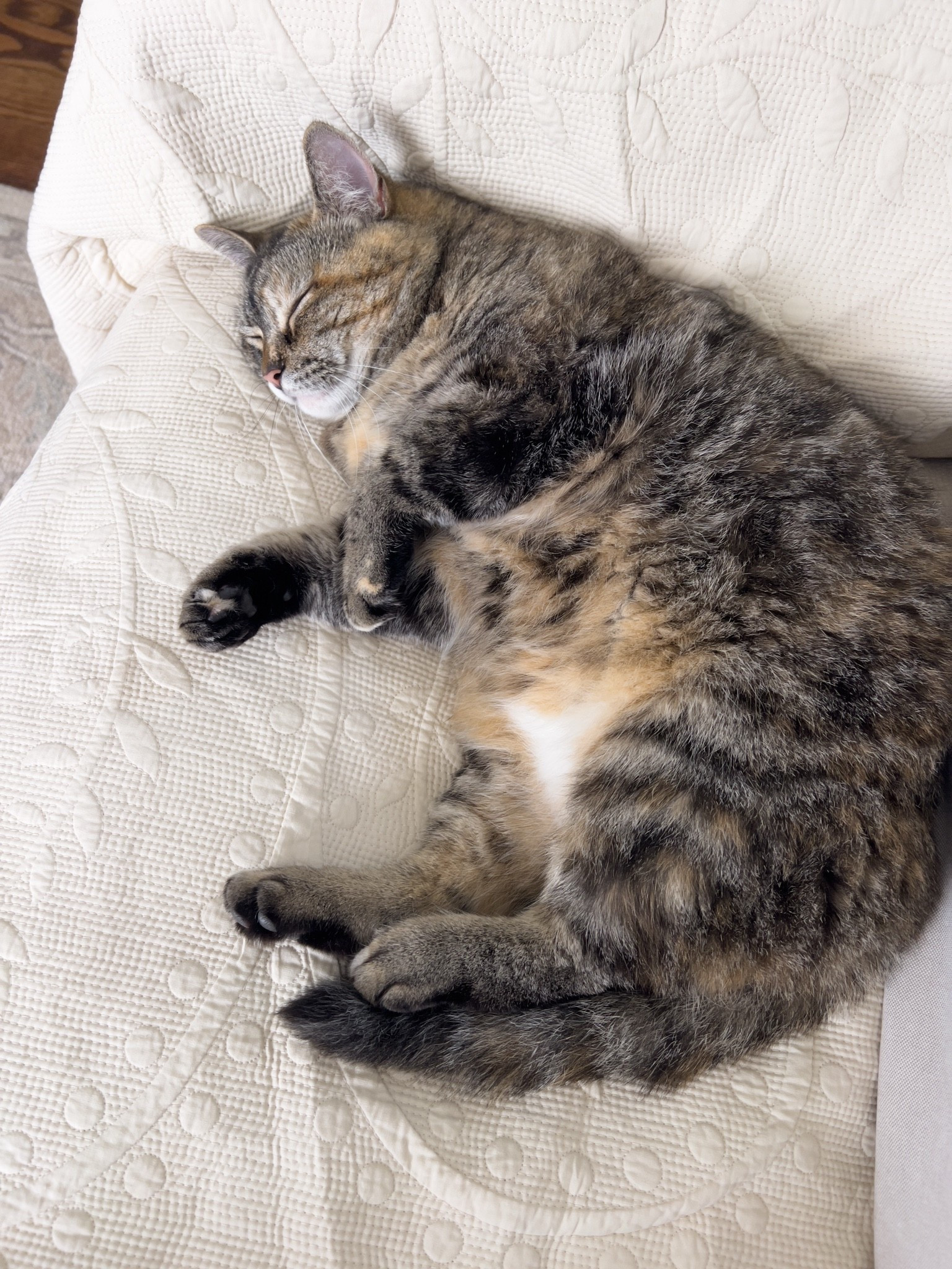 Glad to see Kitty is enjoying the investment that we made in couch covers on her behalf.

#LTKdayinmylife #LTKHome #LTKmomlife