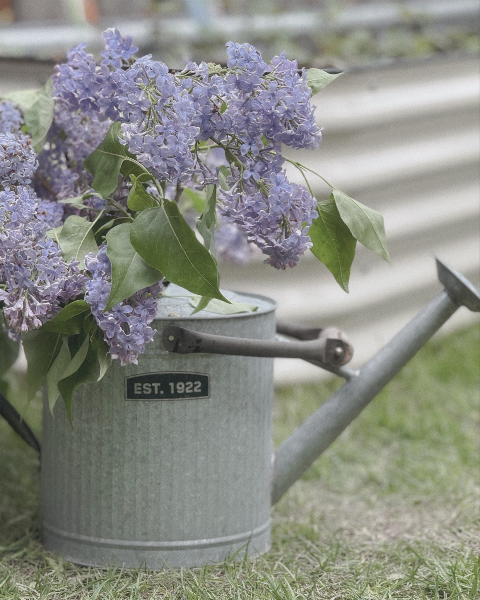 Good for hand watering & holding flowers 🪻

#LTKspring #LTKsummer #LTKhome