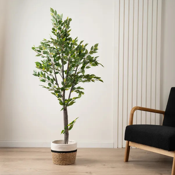 Mini Ficus Tree in Pot 155cm | Dunelm (migrated)