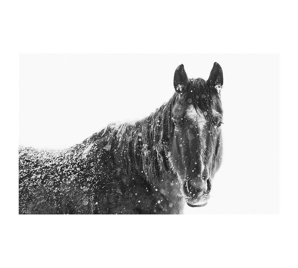 Snowy Black Horse Framed Print by Jennifer Meyers | Pottery Barn (US)