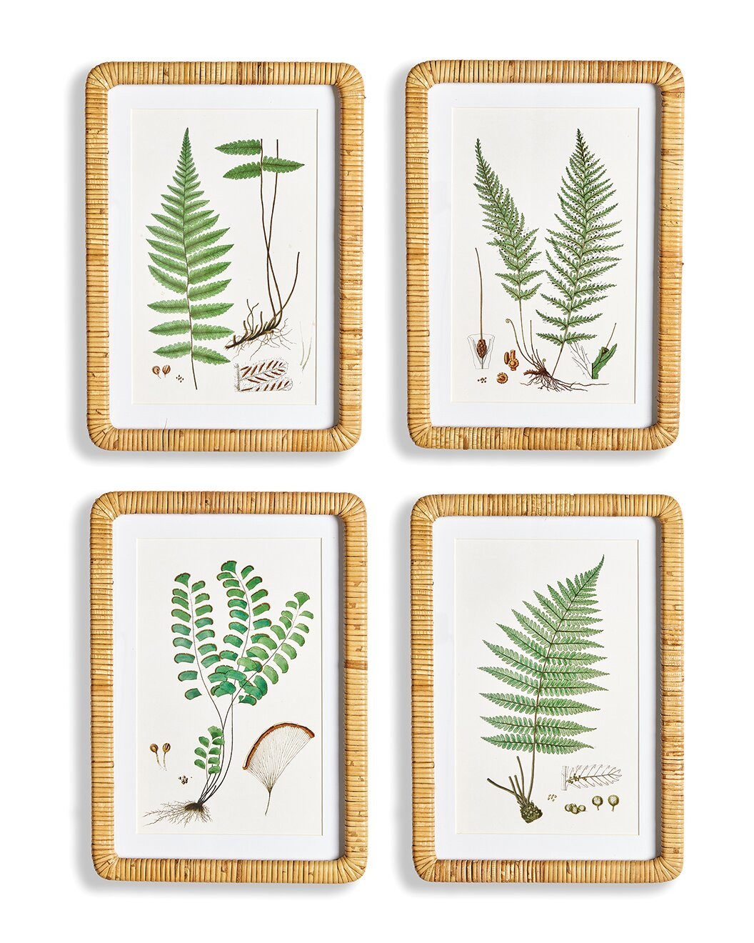 Forest Fern Prints, Set Of 4 | Rue La La