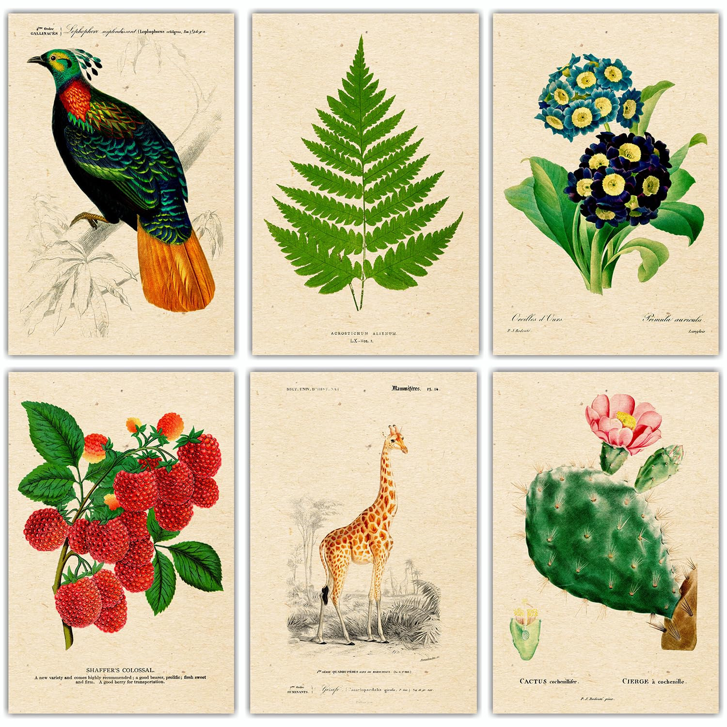 PARTH iMPEX 36 Blank Vintage Note Cards with Envelopes and Stickers – 4x6 Botanical Greeting Cards Bulk – Floral Birds Leaves Animal Retro All Occasion Thank You Cards for Personal Business Use | Amazon (US)