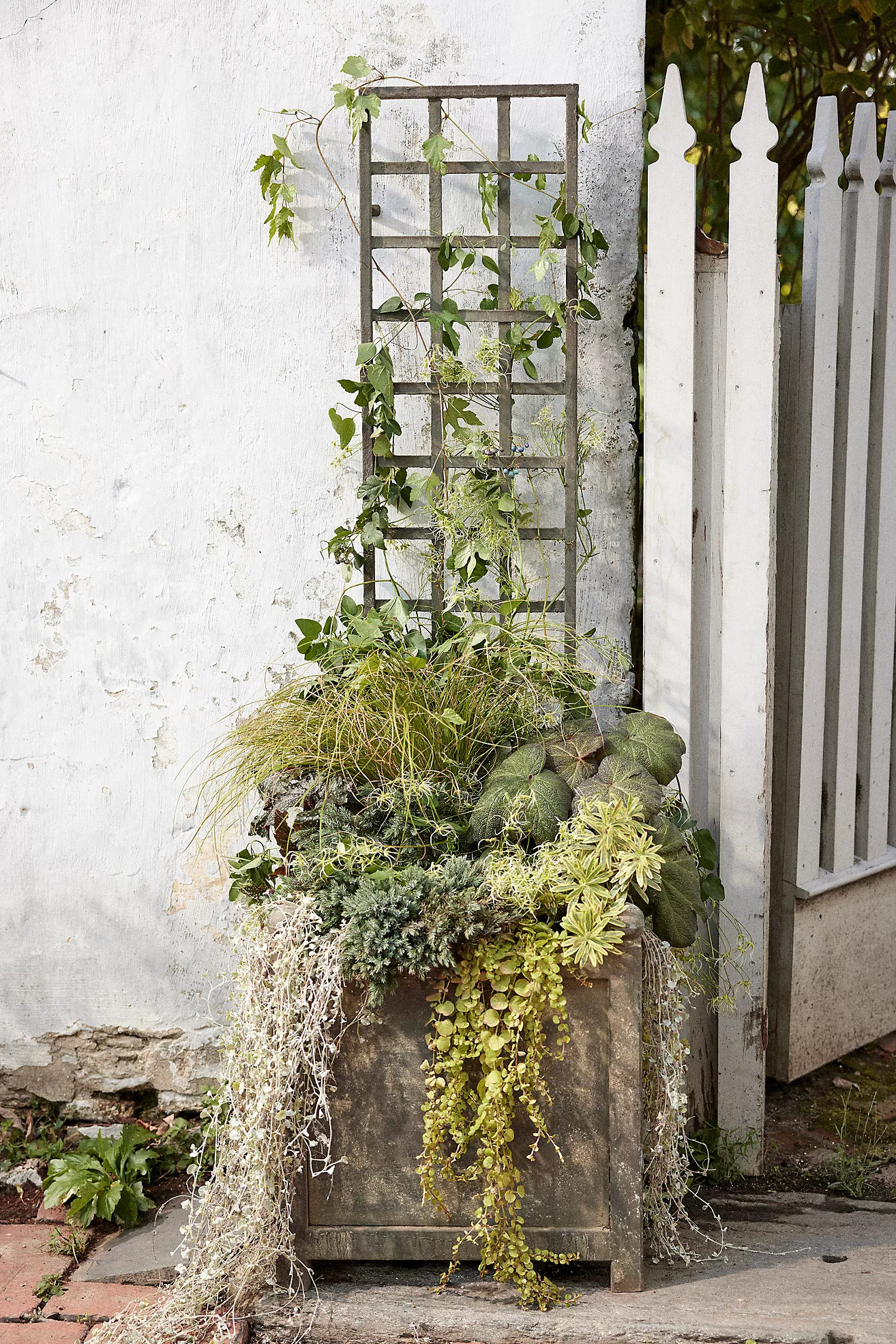 Iron Wall Trellis | Anthropologie (US)