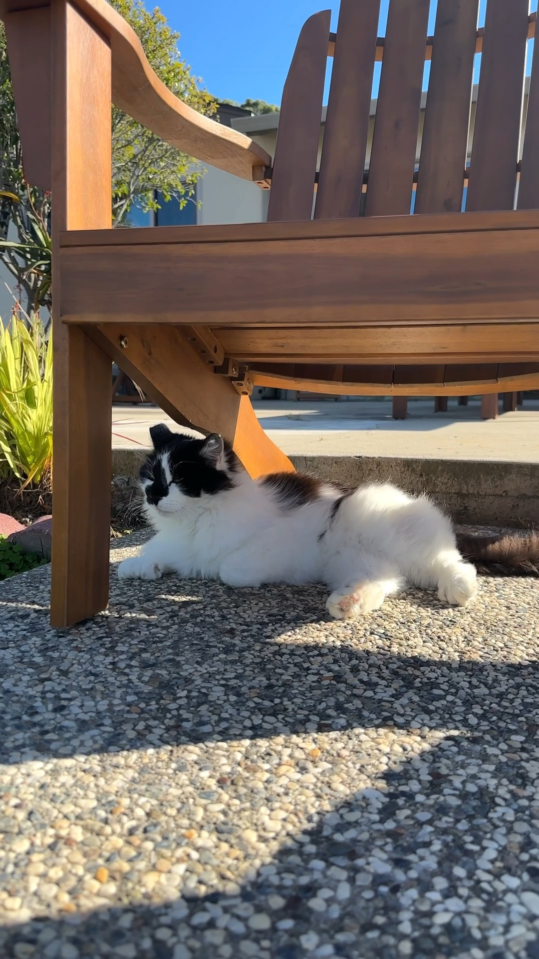 Our cat Zorro, enjoying the shade under our wood Adirondack chairs that we love for lounging and sitting around the fire. 

#LTKhome