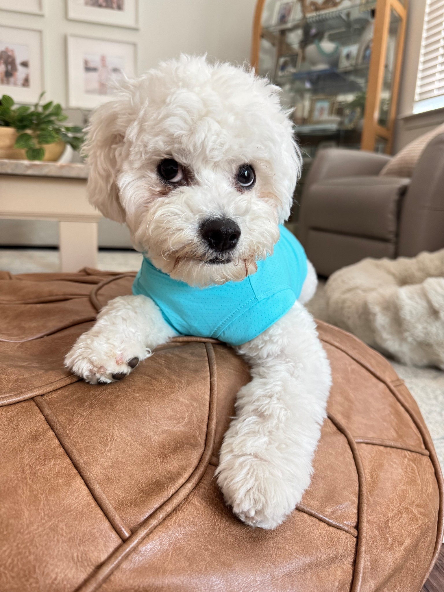 Dog beach shirt 🩵

Knox is 12lbs wearing size medium and it fits perfect!!

Dogs, beach 

#LTKTravel #LTKootd #LTKSwim