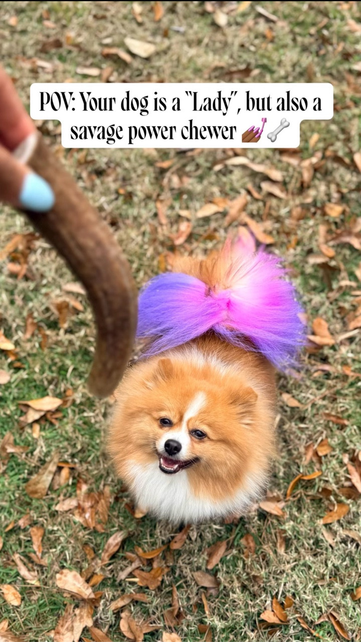 The ONLY chew that keeps my power chewer busy! 🦴✨

If you have a pup that gets bored easily or chews through toys in minutes, you need to try these @mountainvalleyantlers. 🏔️

Bella is tiny but a total savage power chewer! I love that these are 100% natural elk antlers with no fillers or junk. They are long-lasting, clean, and keep her occupied while I’m working. 💻🐕

She’s such a "lady", she grabbed her bone outside but waited until she was back on her favorite rug to really get to work! 😂

Shop Bella’s favorite long-lasting chews at the link below! 👇🏾 

#LTKstorytime #LTKHome #LTKKids
