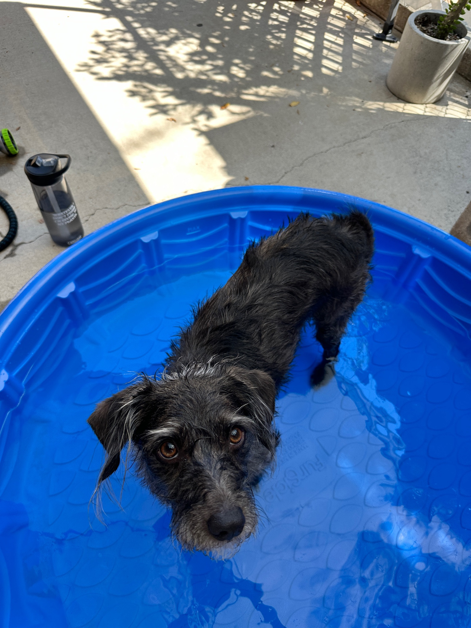 The pup loves his kiddie pool!

#LTKHome #LTKSummerSales