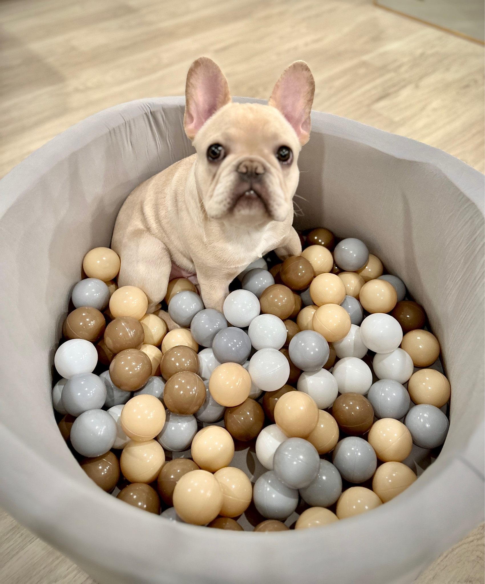 Amazon ball pit size small currently on sale. Great for pets and small children. Plastic balls sold separately. Definitely need more than 100. 

#LTKbaby #LTKCyberSaleES #LTKGiftGuide