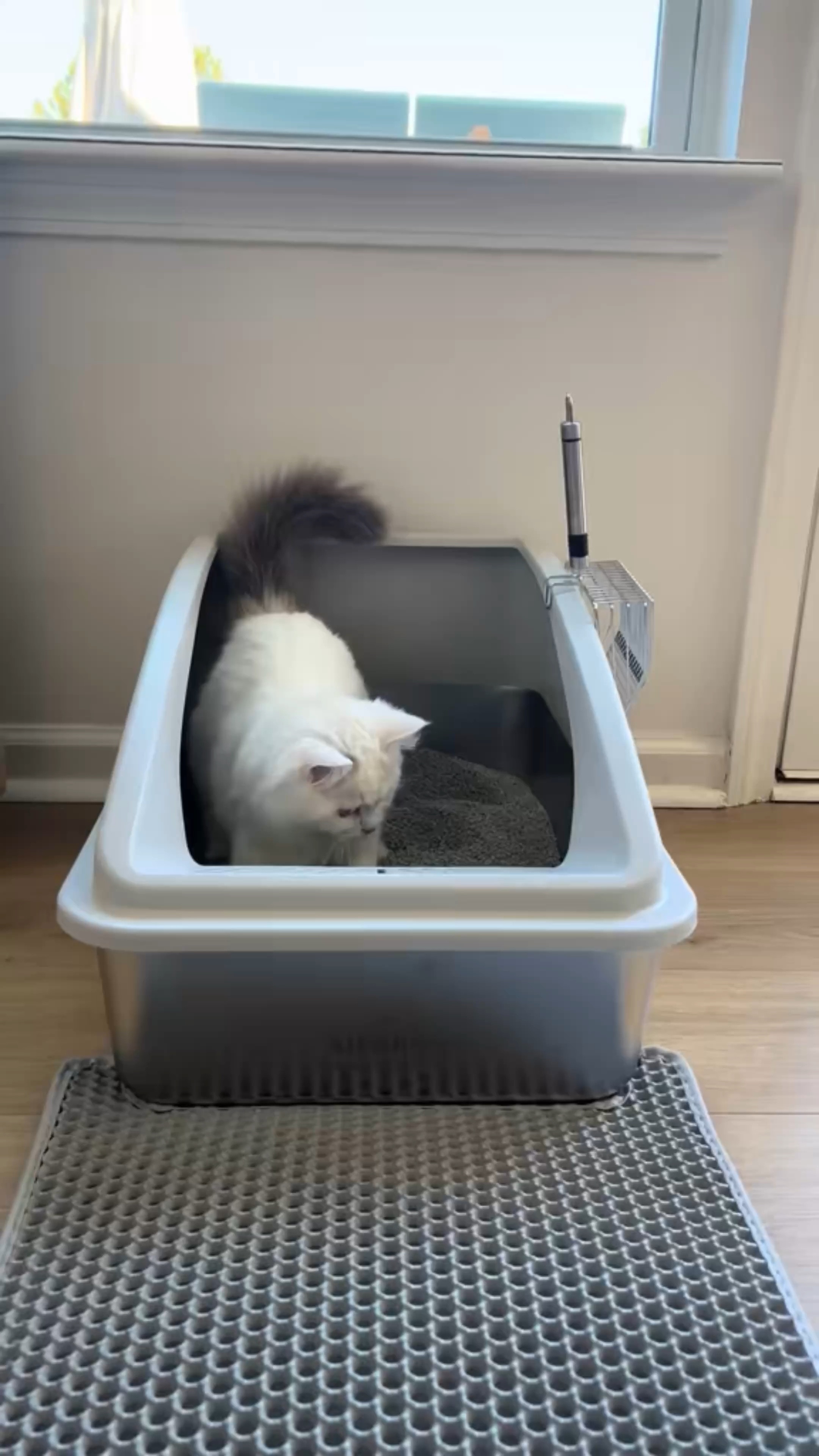 Upgrade your pet care routine with this stainless steel litter box. Its durable design makes cleaning effortless and helps control odors, all while adding a modern touch to your home.
#StainlessSteelLitterBox #CatCare #EasyCleaning #OdorControl #ModernDesign

#LTKHome #LTKPets #LTKMostLoved