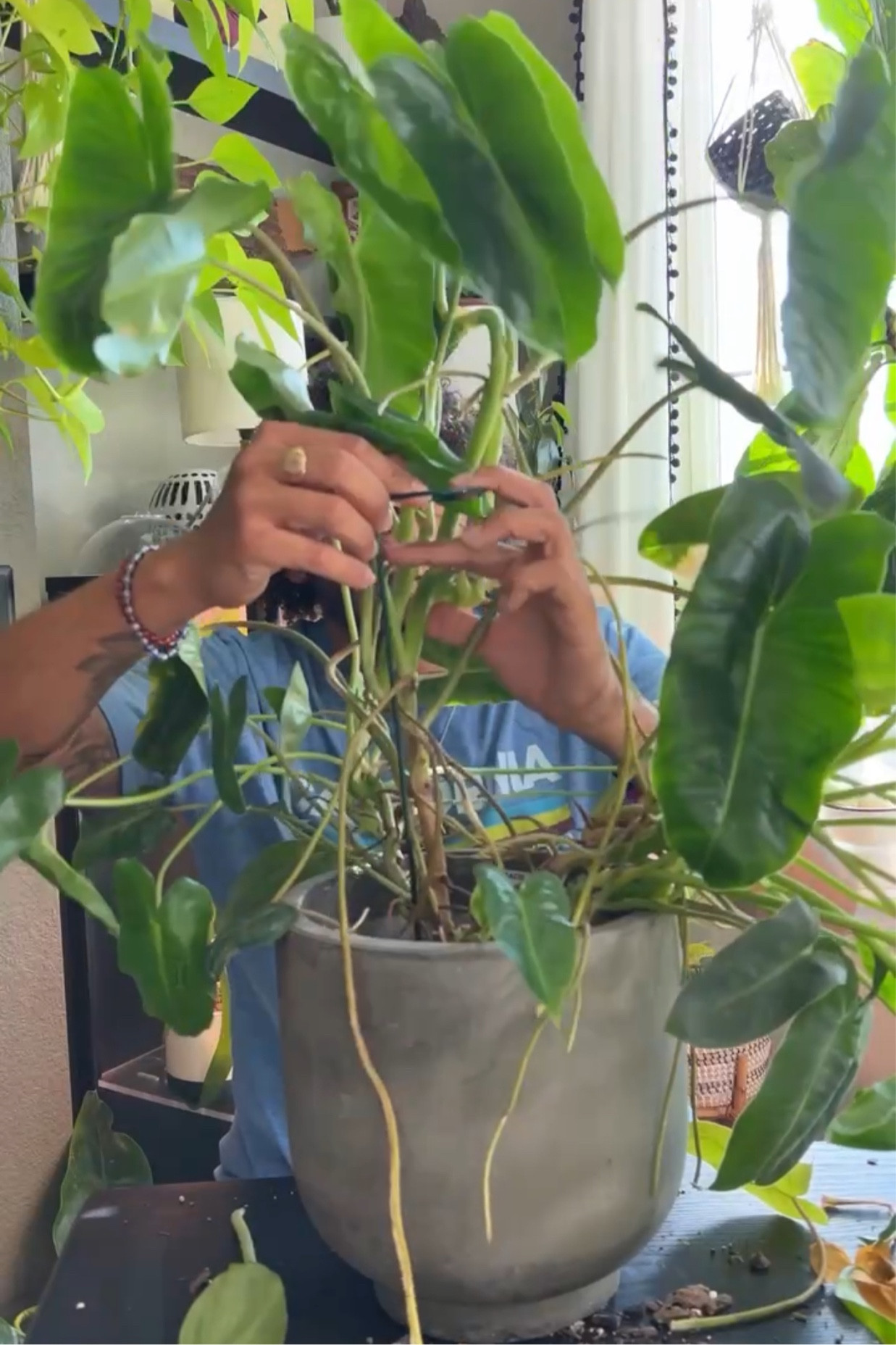 Cement planters are so stylish, especially when they’re affordable 🌿

#LTKSpringSale #LTKhome