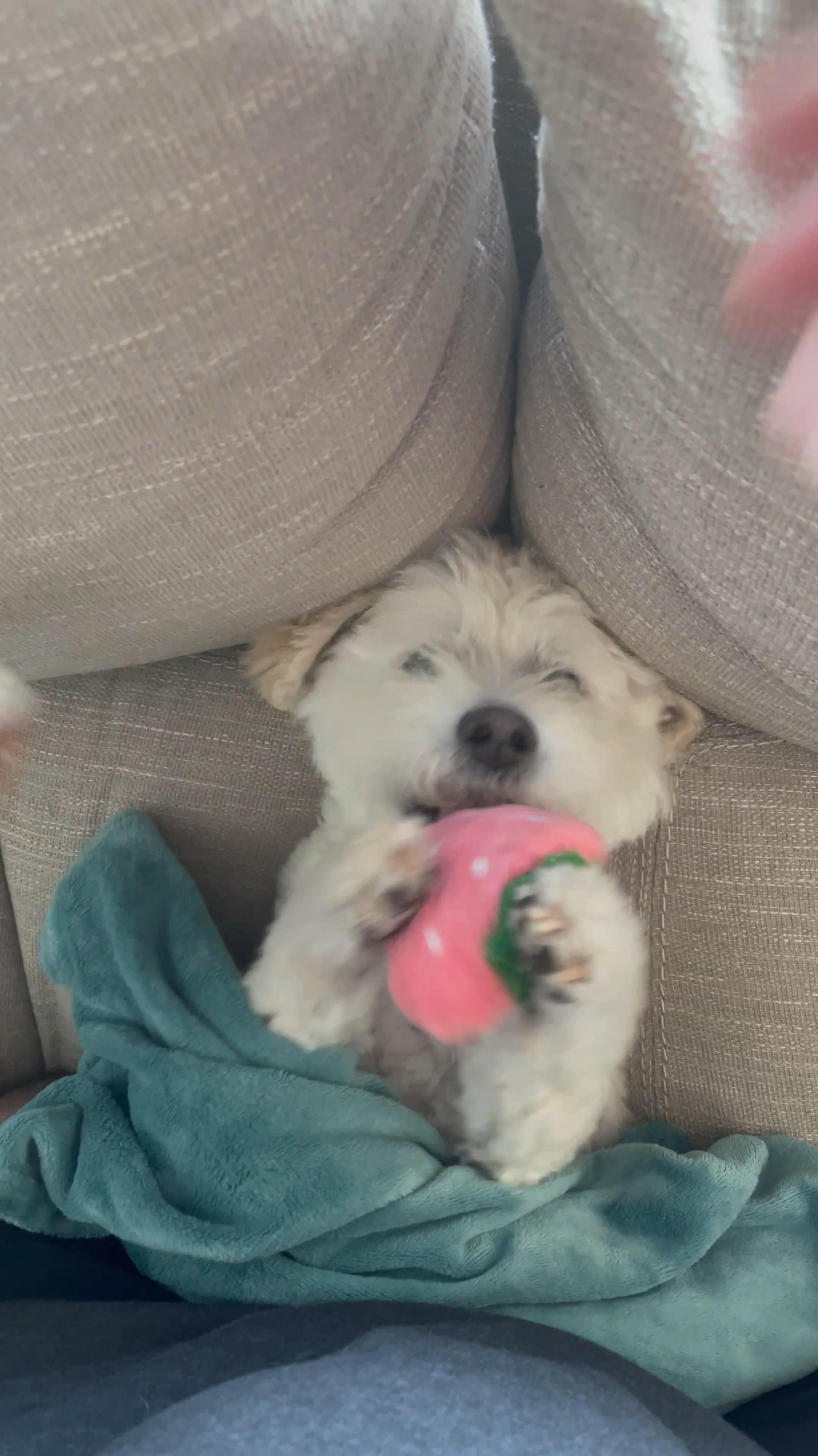 My dog loves these fabrics food shaped toys. This set of 5 is under $15 on Amazon! Plus they look so cute around my house 😂 

#LTKfamily #LTKhome