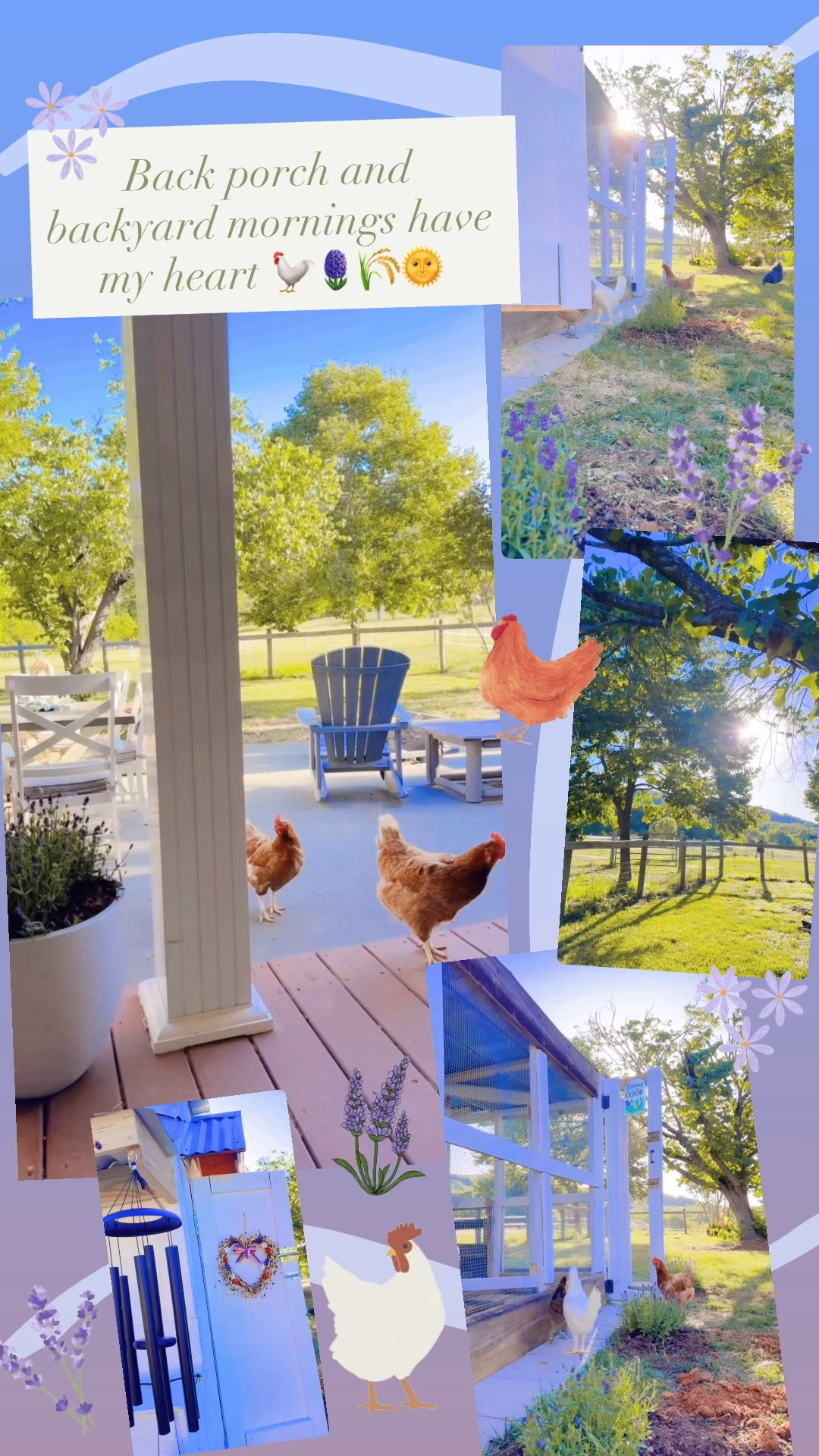 Back porch and backyard mornings have my heart 🐓🪻🌾🌞