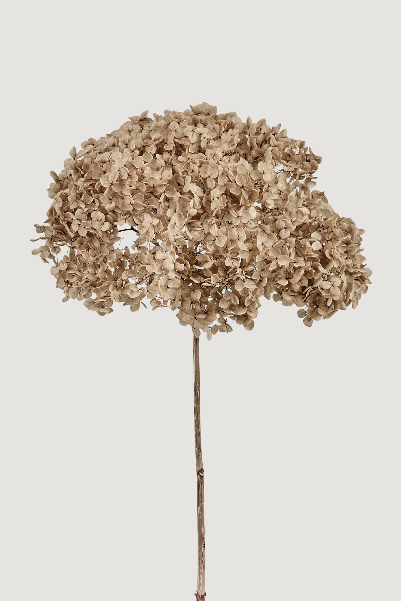 Large Bloom Taupe Preserved Hydrangea Flower - 19.5-22" | Afloral
