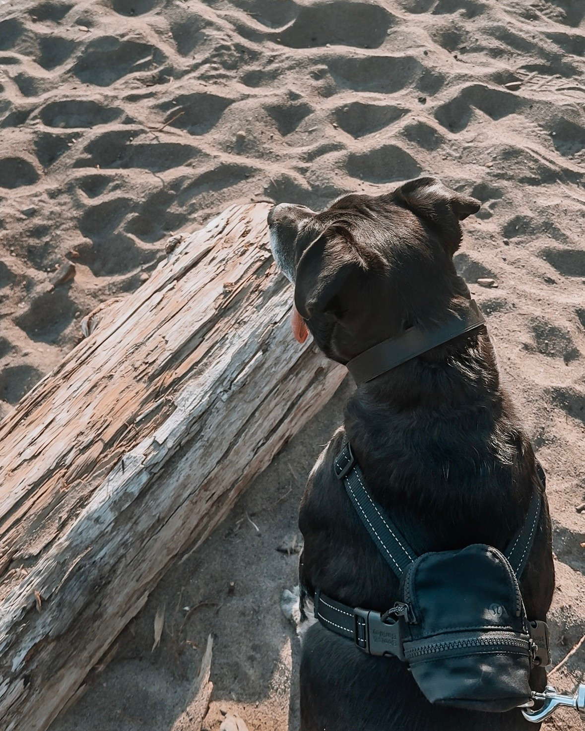 Hiking/walking essentials for my dog 🐾🥾him

#LTKPets