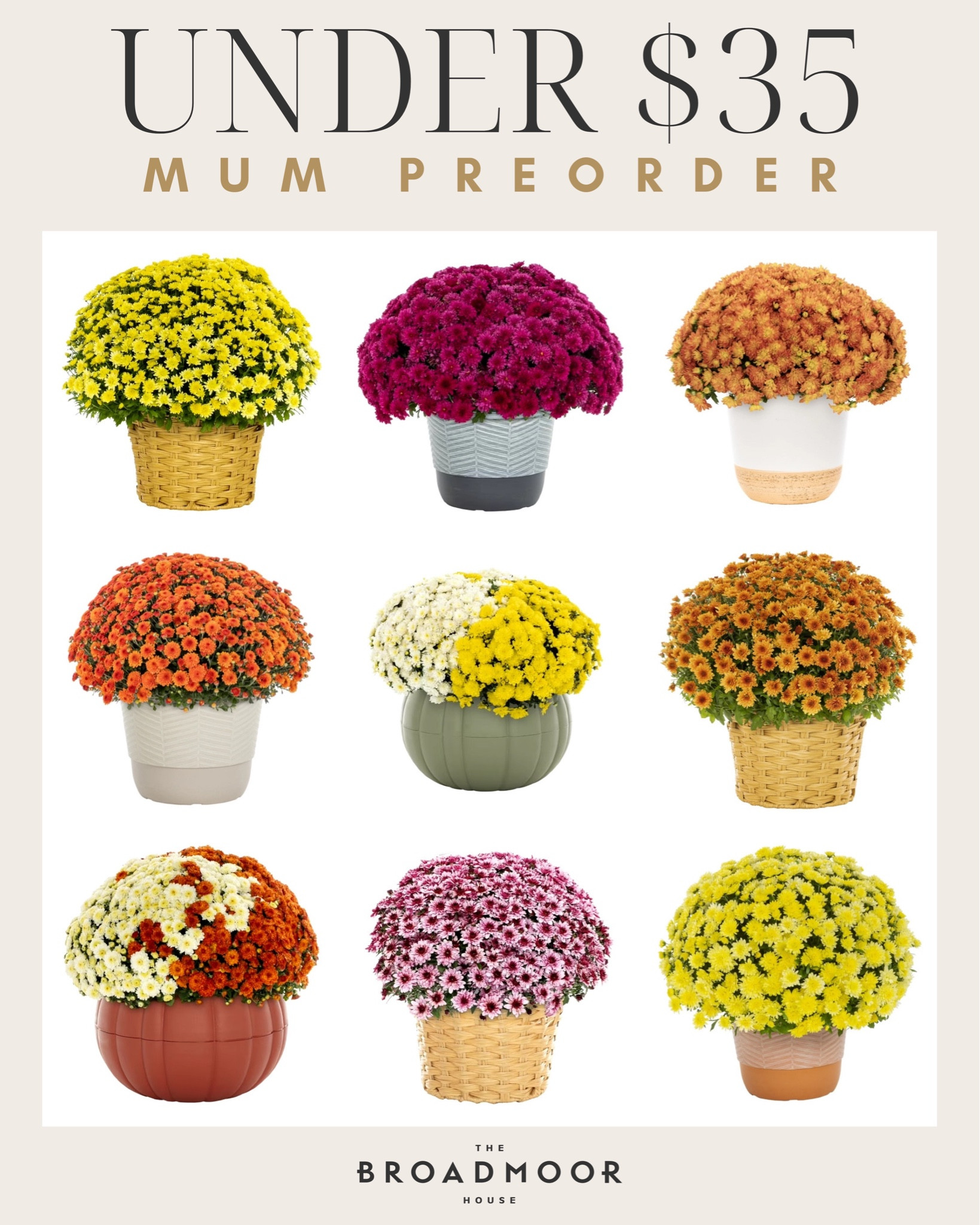 Walmart preorder for mums!



Mum, fall decor, look for less, fall home, home decor

#LTKHome #LTKFindsUnder50 #LTKSeasonal