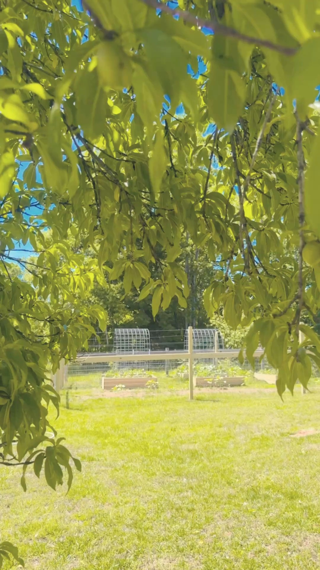 And now that both babies are down for naps… out to check on all of our fruit trees and berry bushes my sweet hubby planted for me for my Mother’s Day gift this year!!! Feelin’ like the luckiest mama in the world out on our forever farm sweet farm!!! 🌳🍑🪴🍎🫐