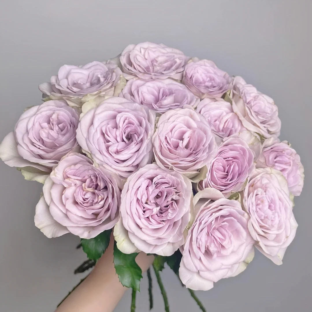 Rose notre dame 巴黎圣母院 | Etsy (US)