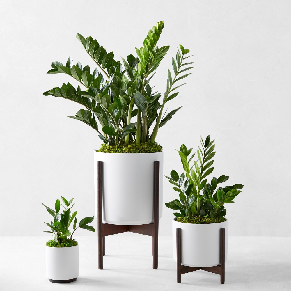 Live Large Zanzibar Gem Indoor House Plant, 1'-3' | Williams-Sonoma