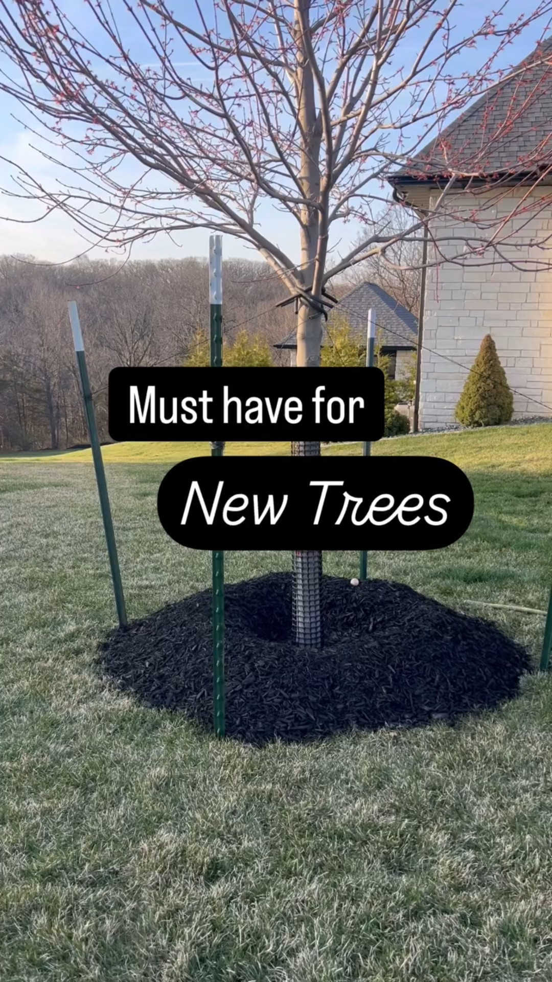 Tree watering bags are a game-changer! They slowly release water directly to the tree’s roots, ensuring deep hydration. 

I wish I would have known about these when we first planted our trees!

✅ Reduces the risk of overwatering or underwatering
✅ Saves time with efficient watering
✅ Supports root development in the crucial first year

Clearly our dog wanted to steal the show! 😆

#treecare #landscape #buildingahome #homedetails #landscaping #treebags #homesweethome #lifehack #adulting
