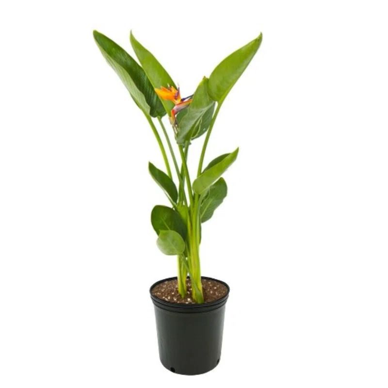 American Plant Exchange Bird of Paradise, Live Flowering Plant, 6-Inch Pot, Perfect for Indoor an... | Wayfair North America