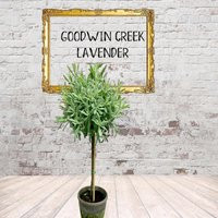 Live Plants-Goodwin Creek Lavender Topiary | Etsy (US)