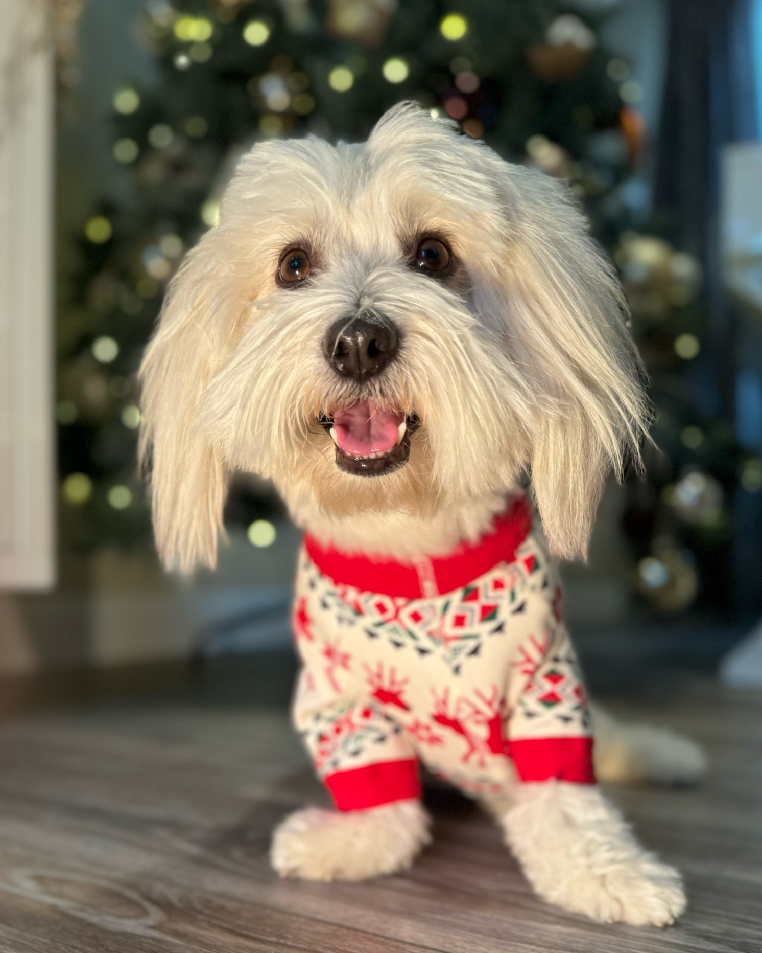 Our favorite Hanna Anderson PJ is on sale!!! 

#LTkPets #LTKdogs

#LTKSeasonal #LTKHoliday #LTKCyberWeek