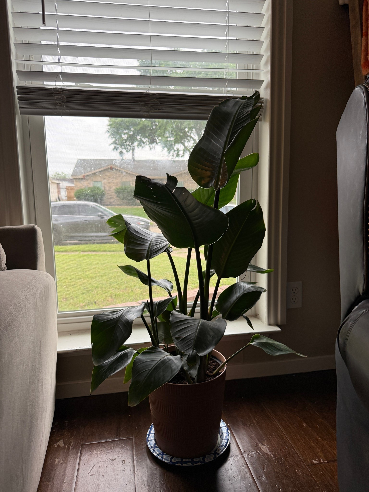 Indoor plant vibes🪴😍 #plants #garden #simplymadisynn 

#LTKFindsUnder50 #LTKHome