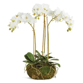 Phalaenopsis Orchid Mini Garden Drop-In 16" - White | Bed Bath & Beyond