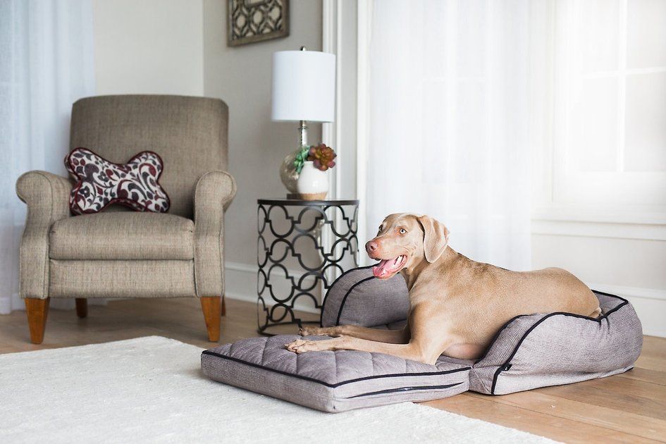 La-Z-Boy Duchess Fold Out Sleeper Sofa Dog Bed w/Removable Cover | Chewy.com