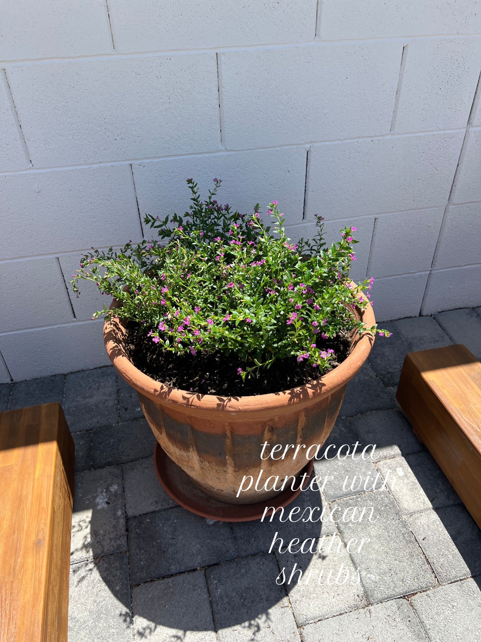 I love this combo for my backyard! #backyard #backyardinspo

#LTKHome #LTKSeasonal #LTKSummerEdit