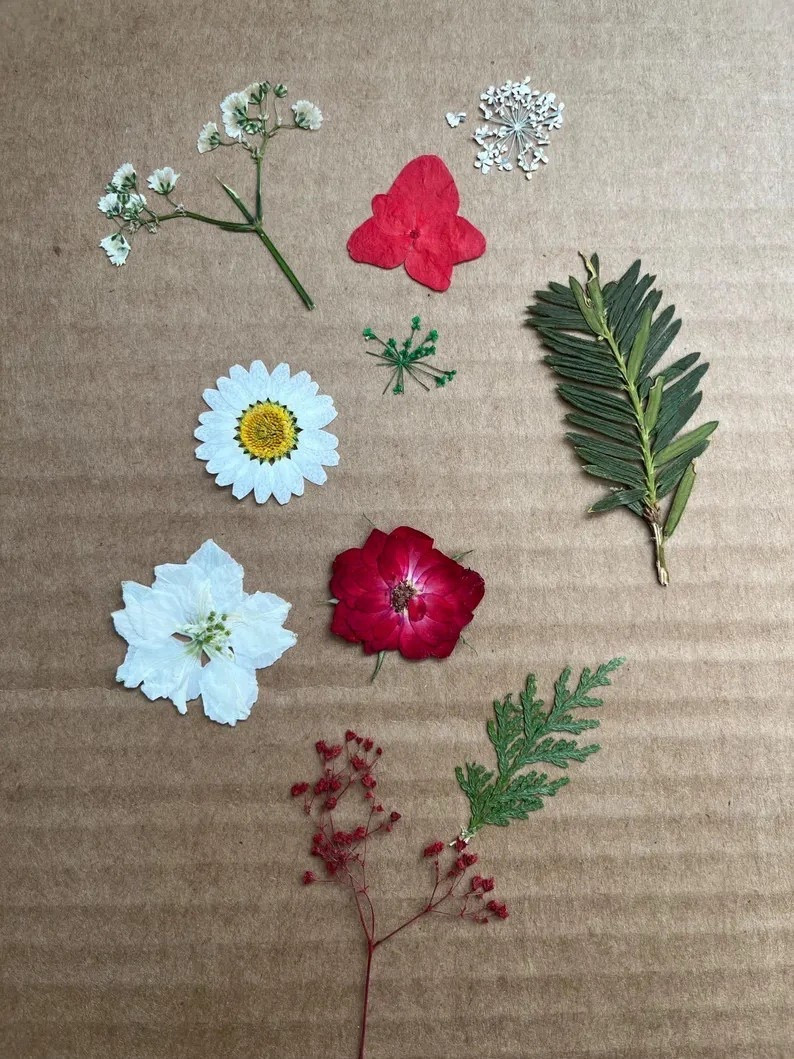 Add a festive touch to your holiday crafting with this beautiful mixed assortment of red, white, and green pressed flowers from Naturespressedflower. Each pack includes a unique blend of blooms and greenery in varying shapes and sizes, giving you endless creative possibilities for resin art, ornaments, cards, scrapbooking, and more. With pieces ranging from 1–3 inches, every set feels perfectly curated for seasonal projects while still offering the charm of natural variation. 🍃✨
#LTKDIY #craftsupplies #pressedflowers #holidaycrafts #resinart #etsyfinds #handmadesupplies #festivecreativity

#LTKHome #LTKGiftGuide #LTKHoliday