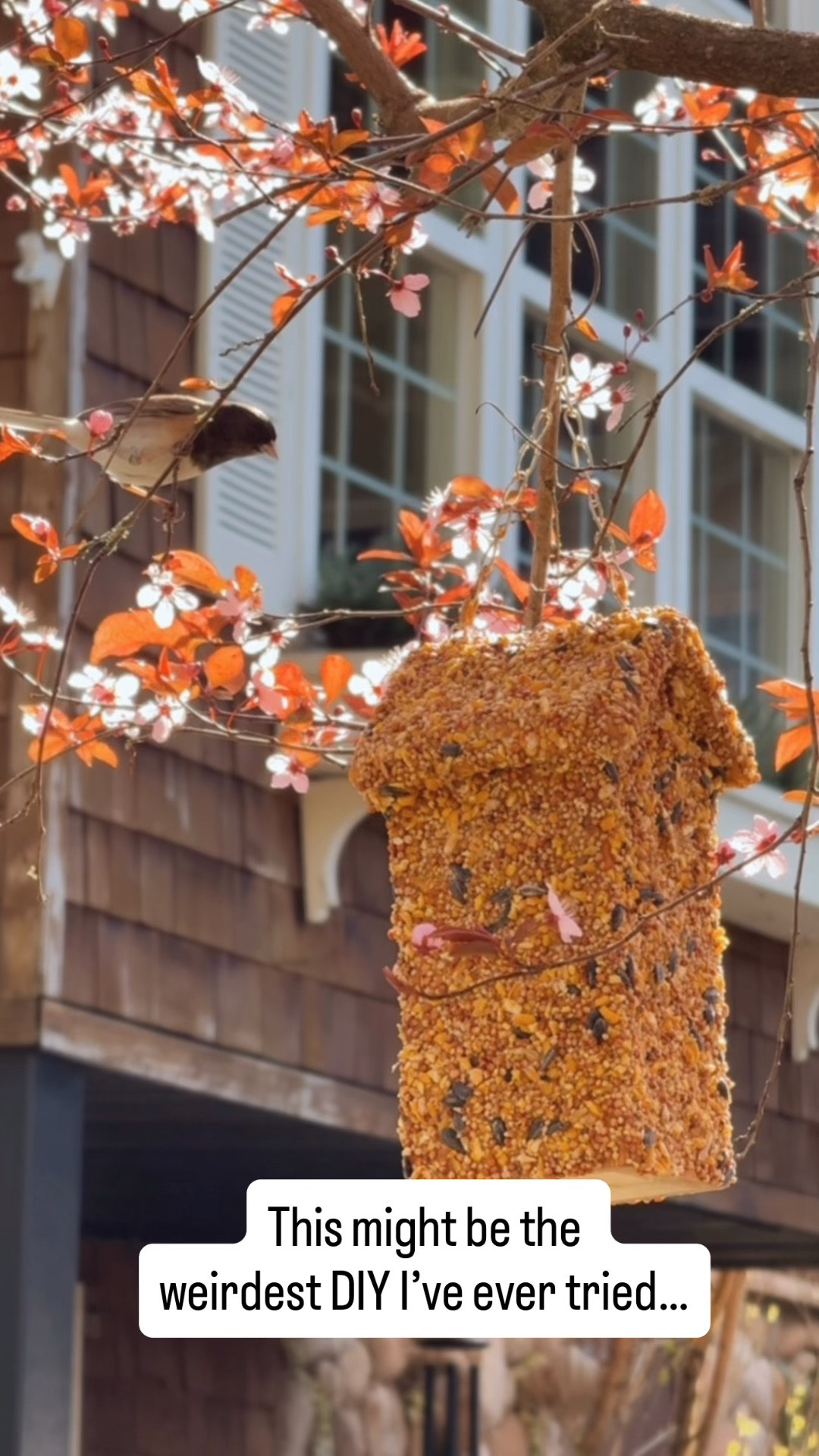 Turning a $3 thrifted birdhouse into the cutest backyard moment.

All it took was peanut butter, birdseed, and a few minutes to create something the birds actually love.

Simple, affordable, and such a fun idea to try this season.

Linked everything you need to recreate it.


#LTKSaleAlert #LTKHome